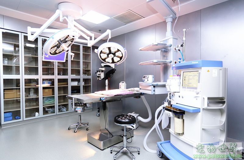 安安寵醫榮獲首屆“2018美團點評年度寵物人氣商戶”稱號